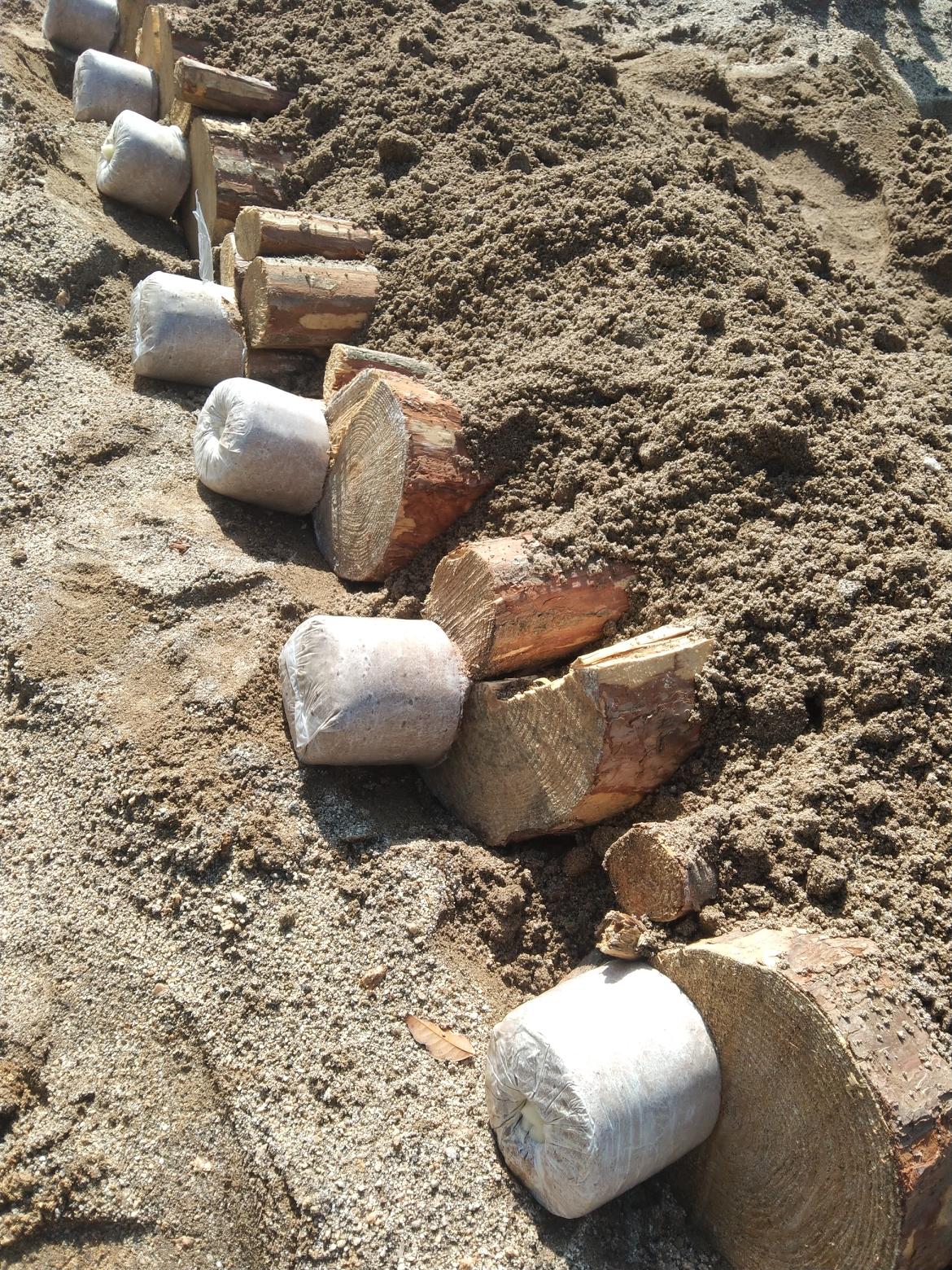 Artificial bag cultivation of Poria cocos technology -2 1