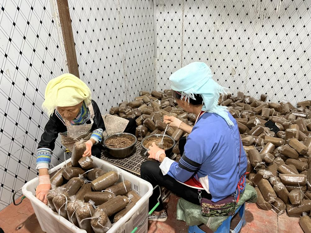 Artificial bag cultivation of Poria cocos technology 1