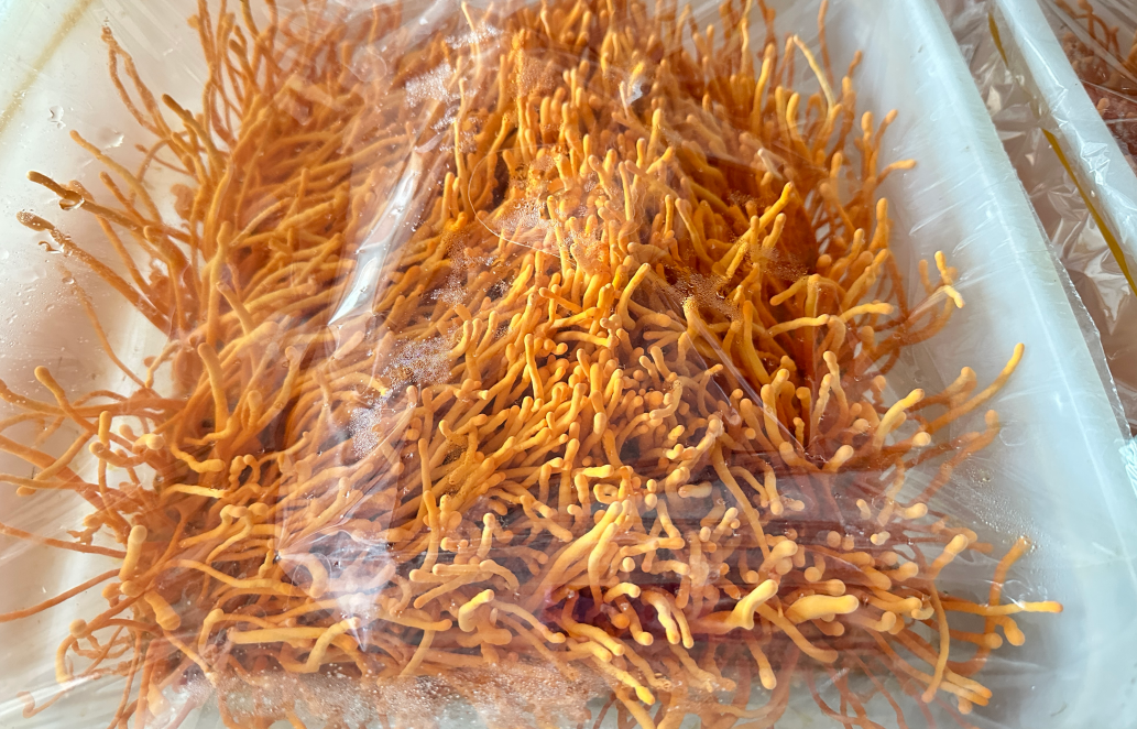 Cordyceps militaris: A Potent Medicinal mushroom 1