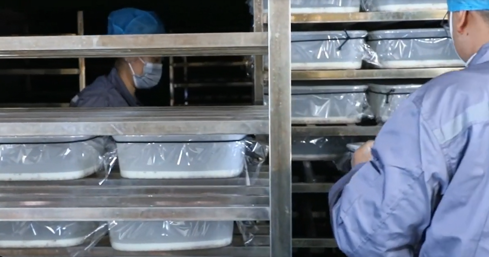 Cordyceps substrate sterilization 1