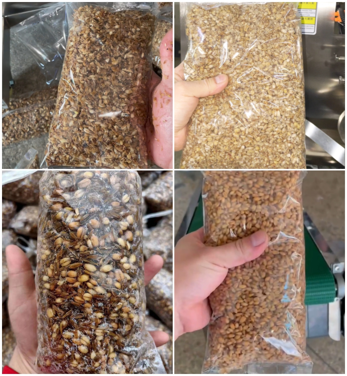 Soil-covered cultivation of Morchella - Preparation of exogenous nutrient bags 3