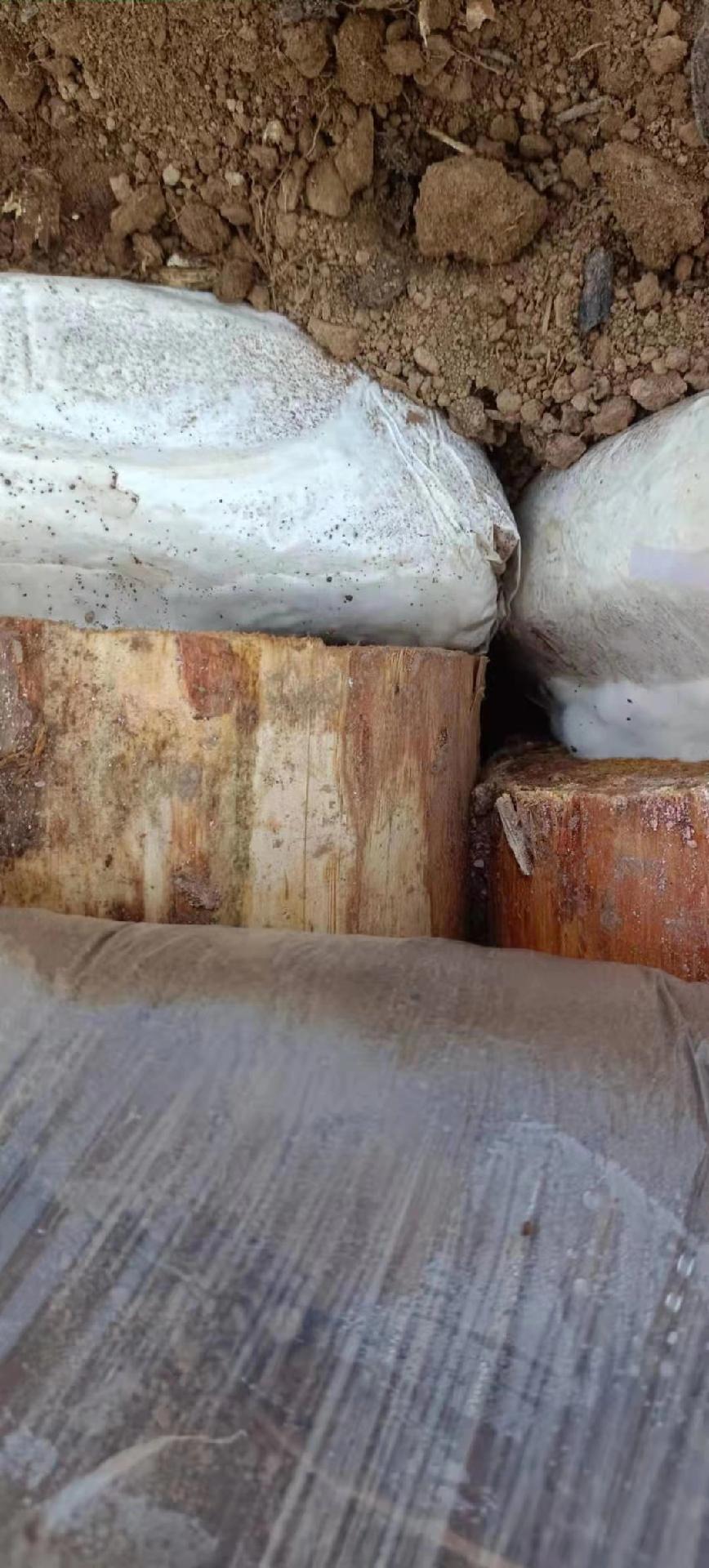 Example of specific cultivation method of Poria cocos 1