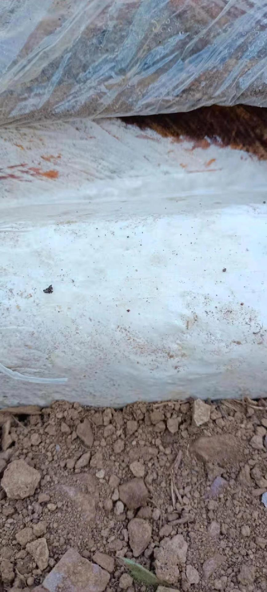 Example of specific cultivation method of Poria cocos 2