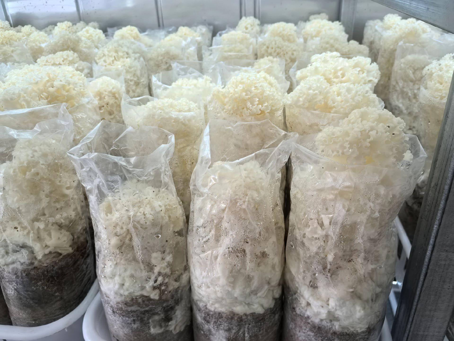 Harvesting and drying of Sparassis crispa 1