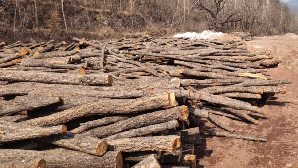 How to choose wood varity & wood chips size for shiitake production? 1