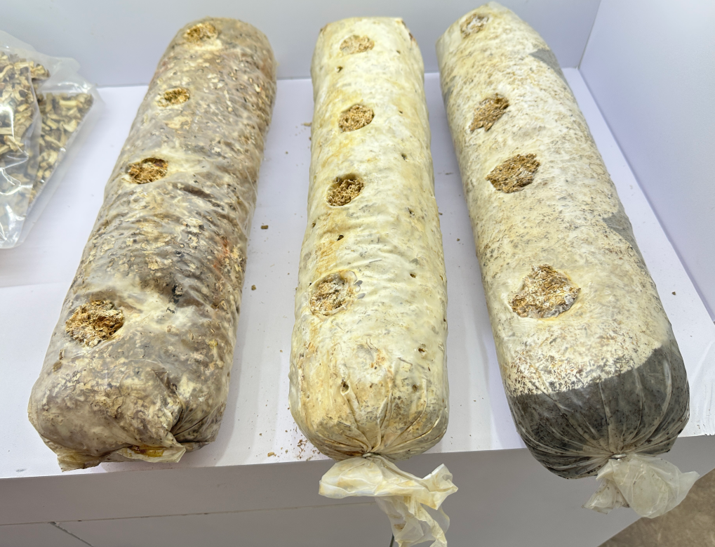 How to judge whether the shiitake log is mature? 2