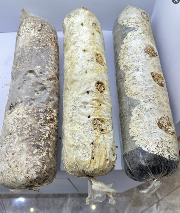 How to judge whether the shiitake log is mature? 1