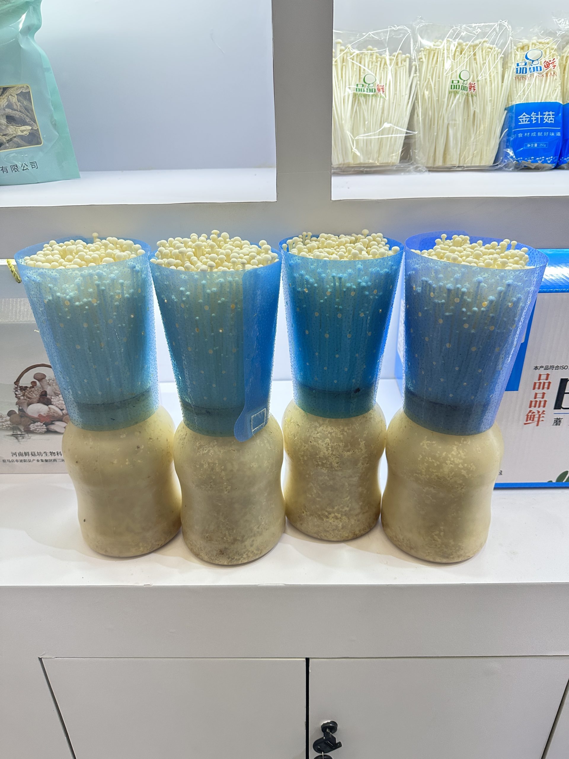 How to manage temperature, humidity, air, and light during the inhibition stage of bottle-grown Enoki mushroom ? 1