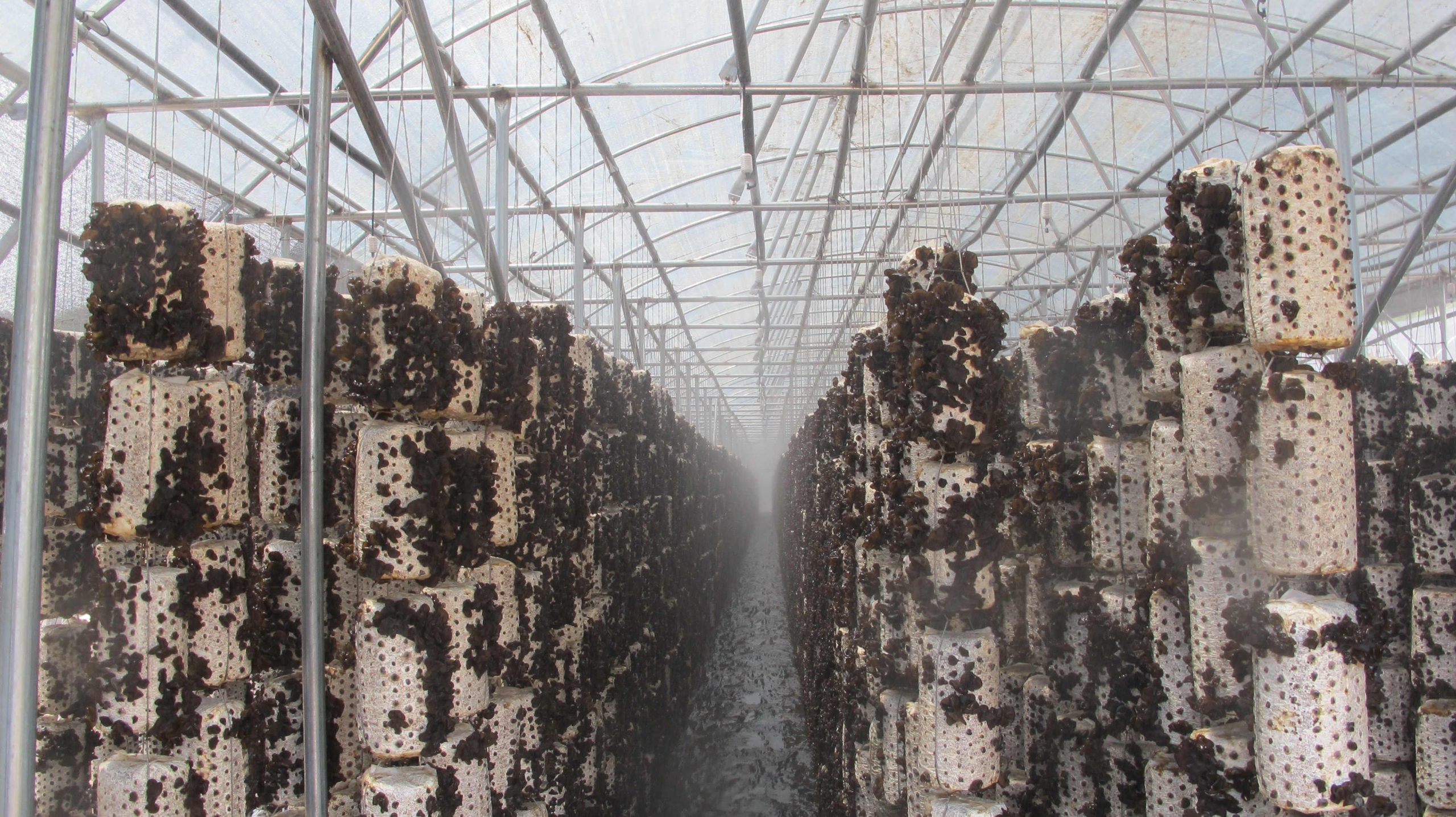 How to set up the heat preservation and spraying device for black fungus cultivation? 1