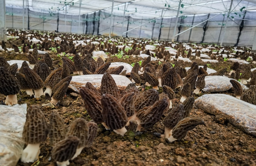 Insights from a senior practitioner of morels 1