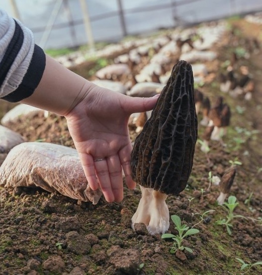 Insights from a senior practitioner of morels 2