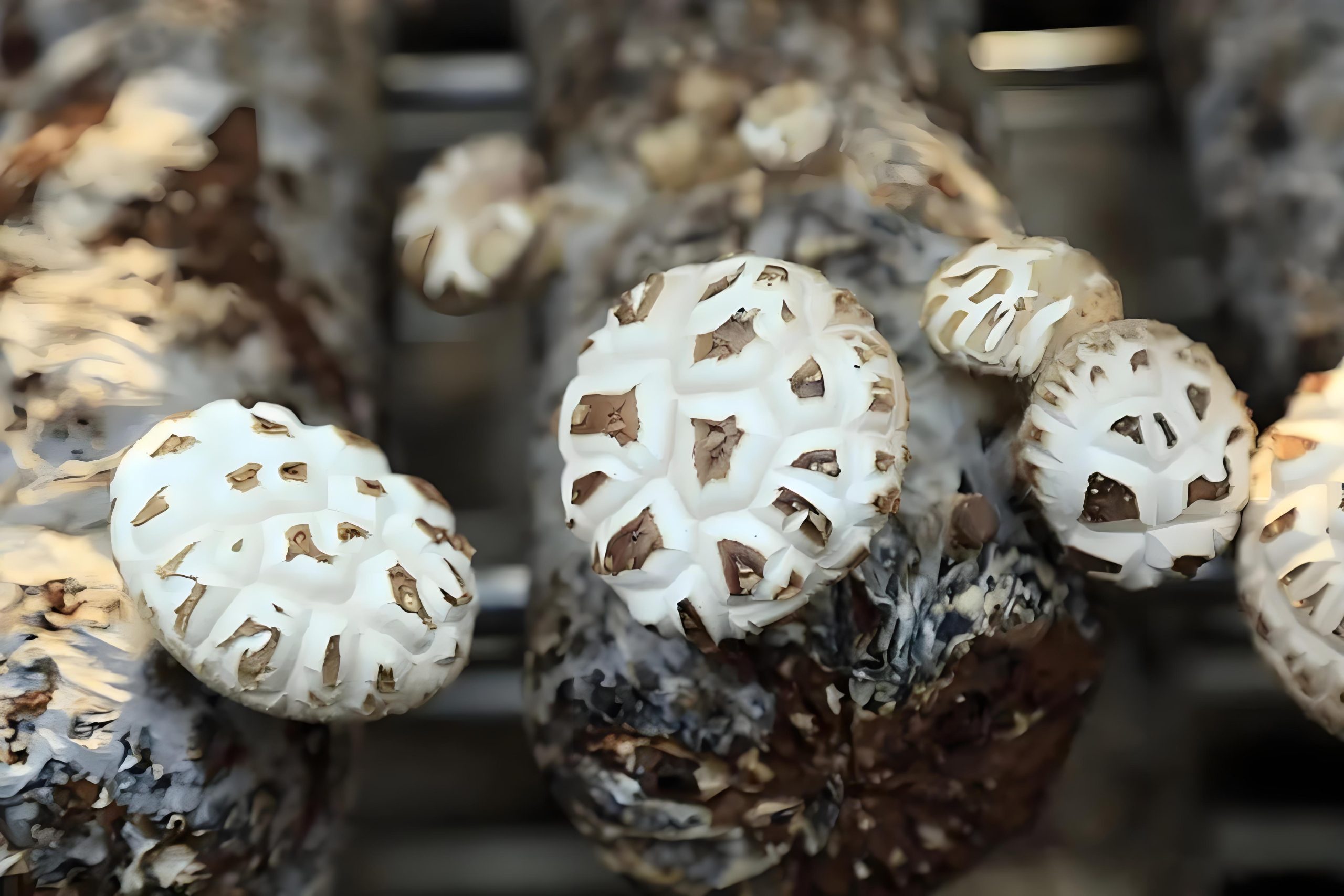 Management of Shiitake Mushrooms in Winter and Spring 1
