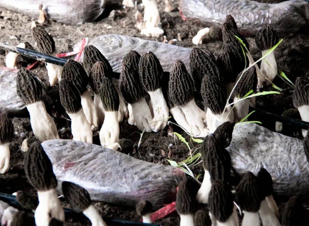 Management process and key points of Morel Mushroom Production-3 4