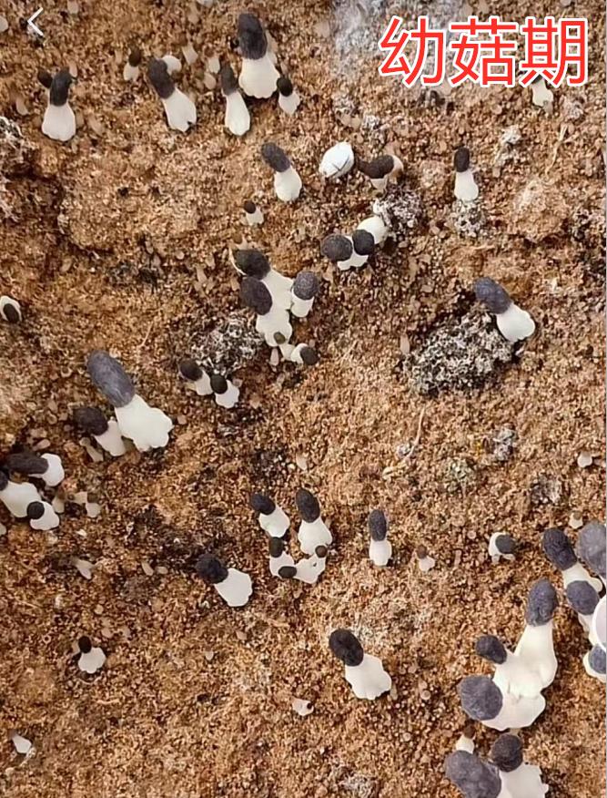 Management process and key points of Morel Mushroom Production-3 2