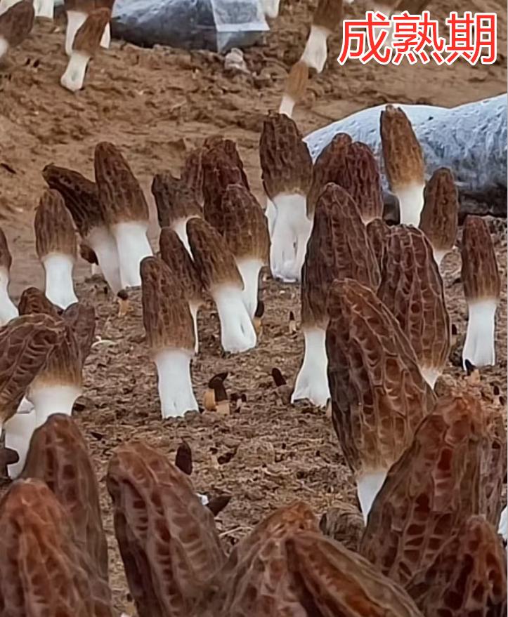 Management process and key points of Morel Mushroom Production-3 3