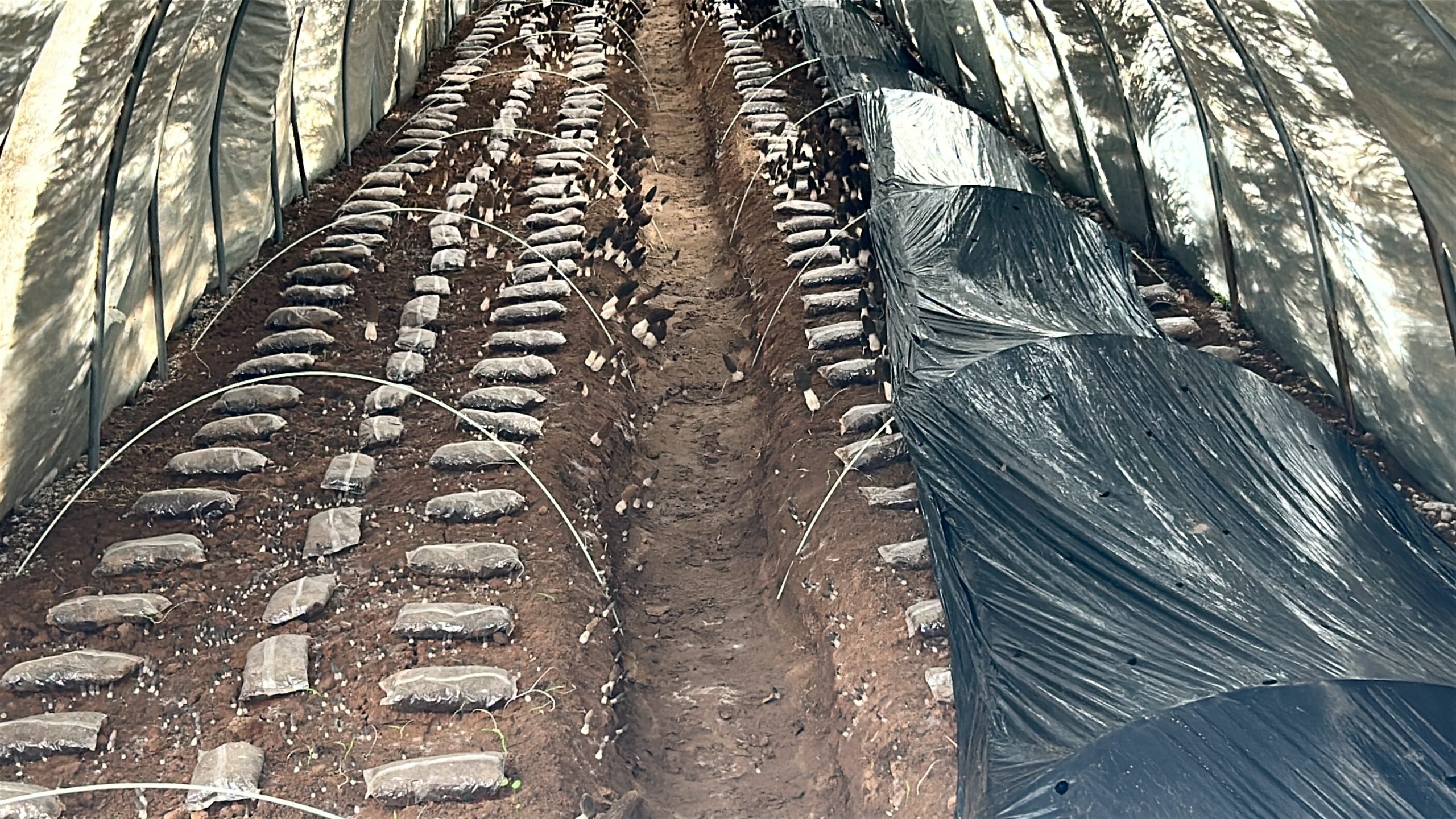 Management process and key points of morel fruiting after watering -2  1