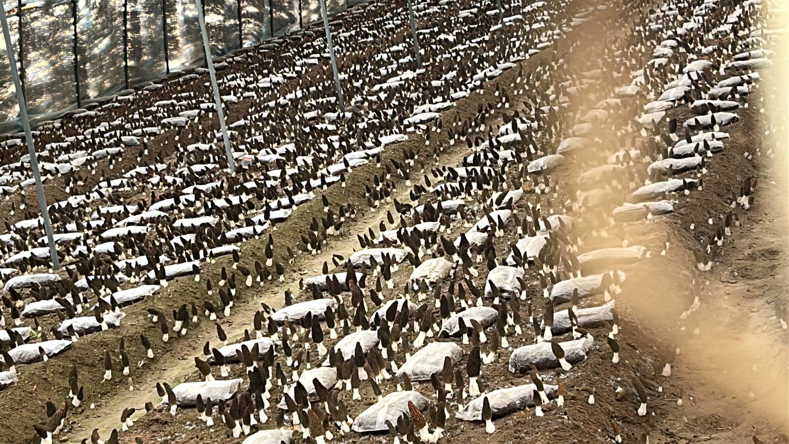 Morel mushroom cultivation farm  1