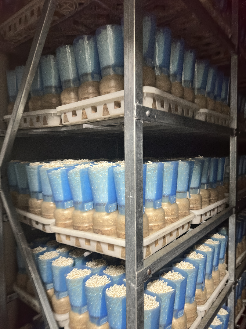 Mushroom Basket Loading Machine. - Image 8