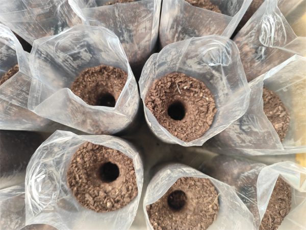 Mushroom Growing Bag