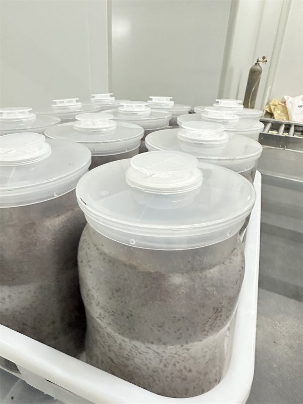 Mushroom Growing Bottle