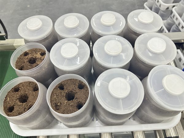 Mushroom Growing Bottle