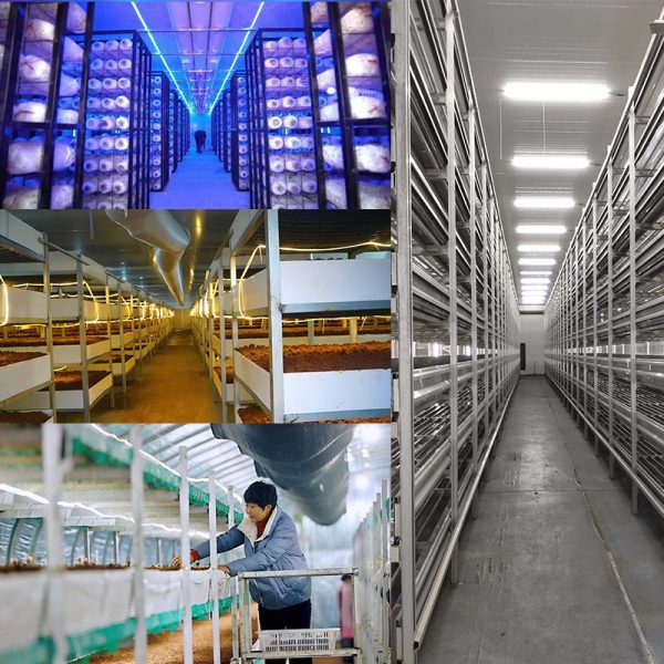 Mushroom Growing Shipping Container