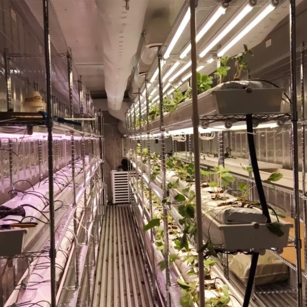 Mushroom Growing Shipping Container