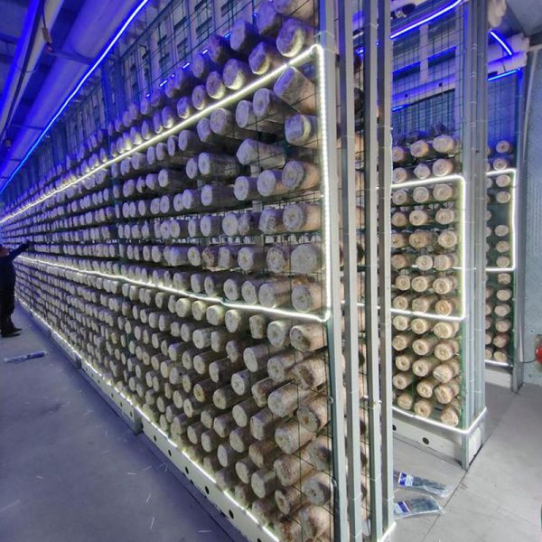 Mushroom Growing Shipping Container