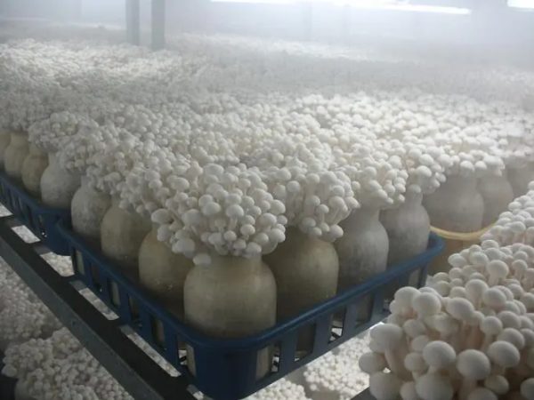 Mushroom Humidifier Machine