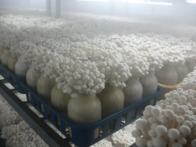 Mushroom Humidifier Machine - Image 6