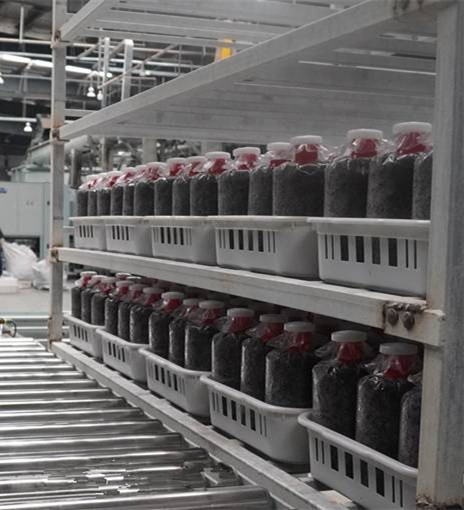 Plastic Basket For Mushroom Cultivation - Image 7