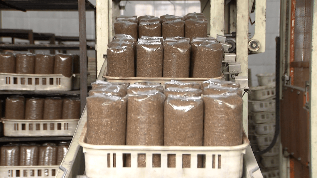 Plastic Basket For Mushroom Cultivation - Image 6