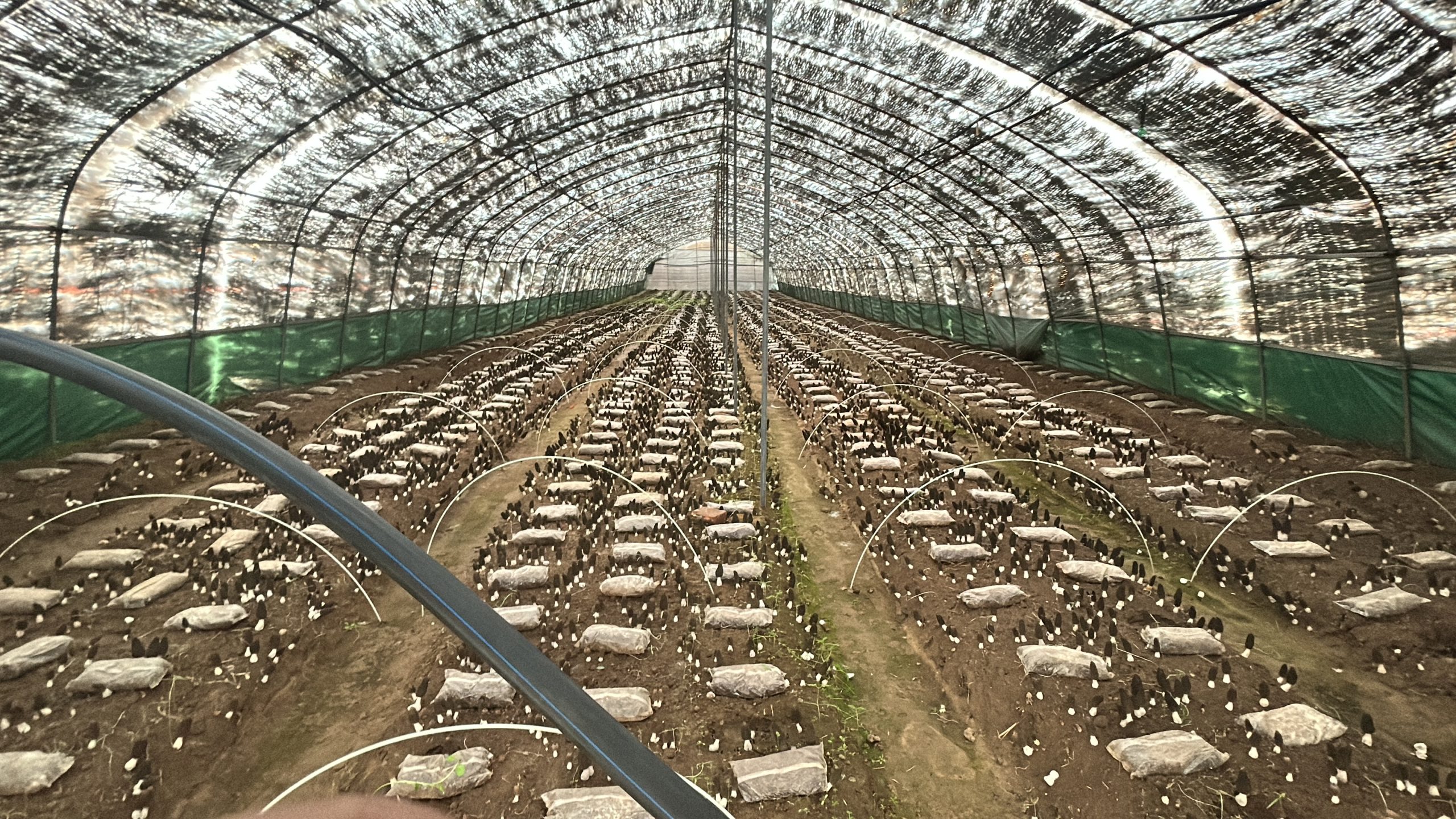Reasons for differences in cultivation patterns and yields in different regions 1