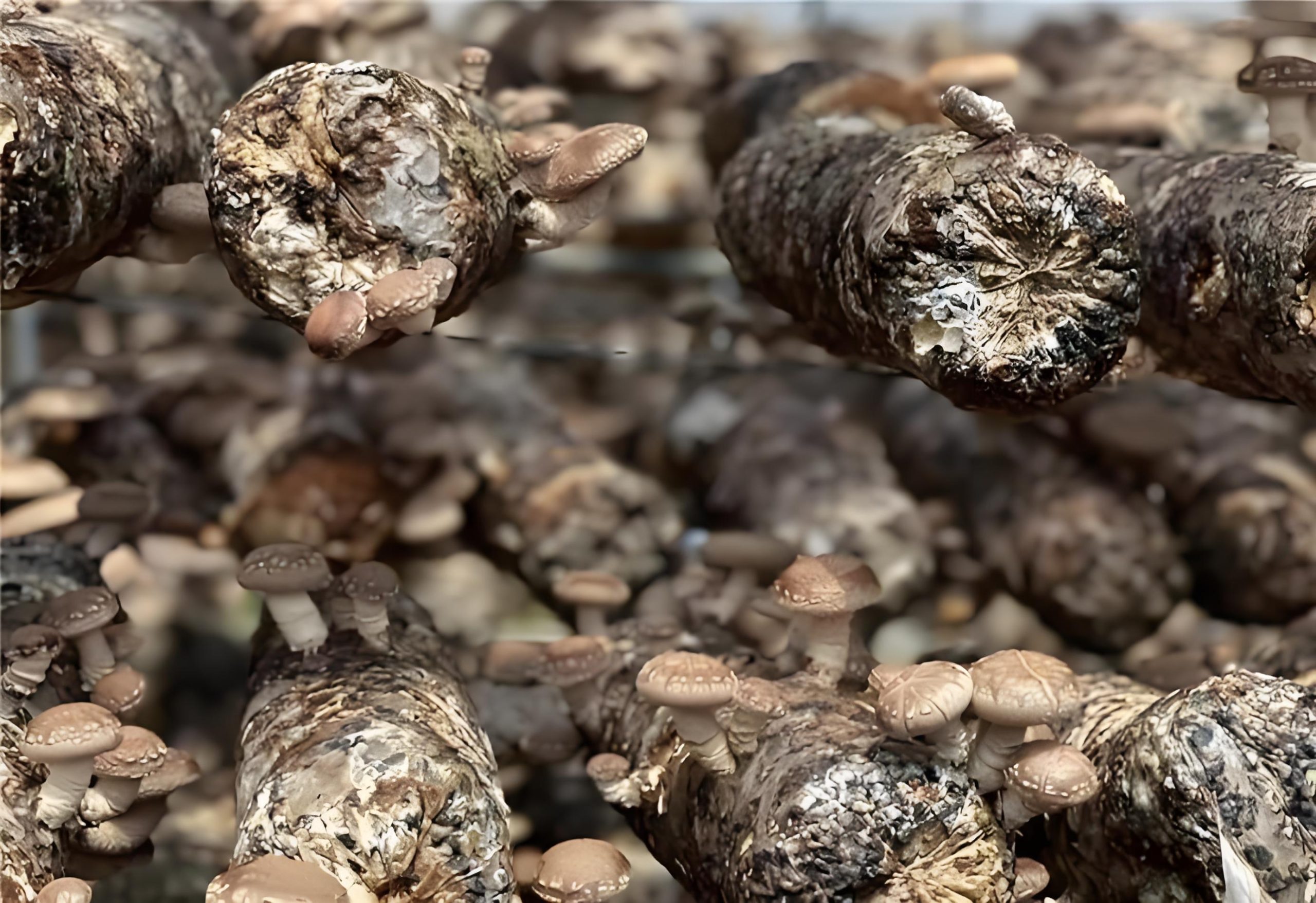 Shiitake Mushroom Color Change Management 1