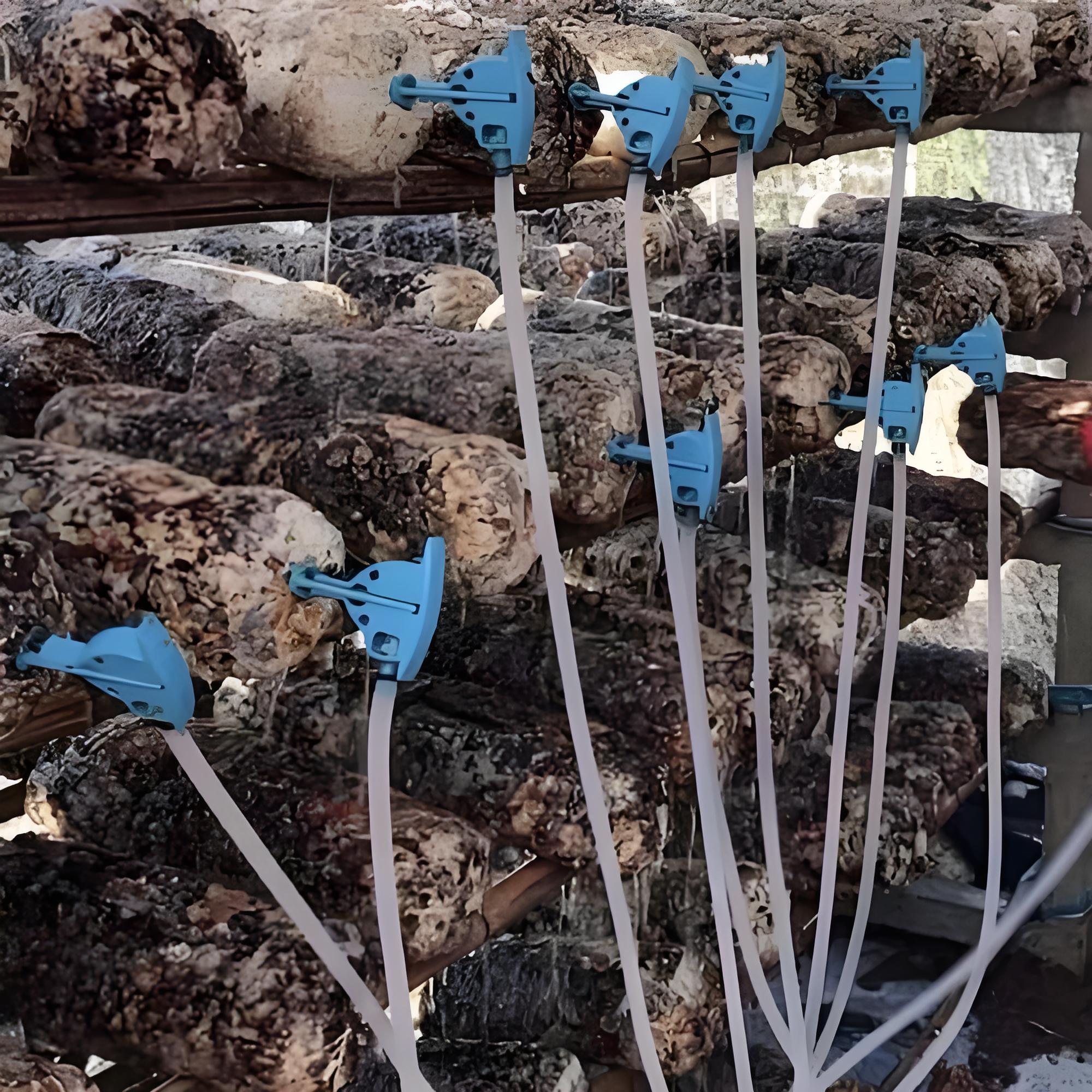 Shiitake Mushroom Cultivation: Substrate Logs Rehydration Guide 1
