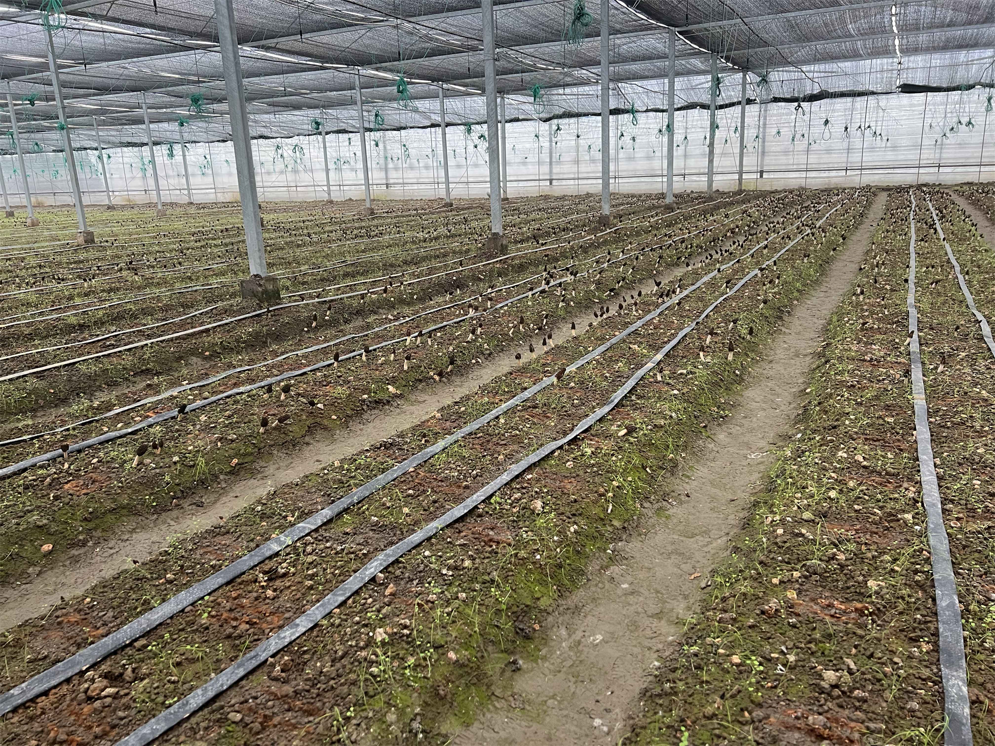 Should water be added during the Morel cultivation process? 1