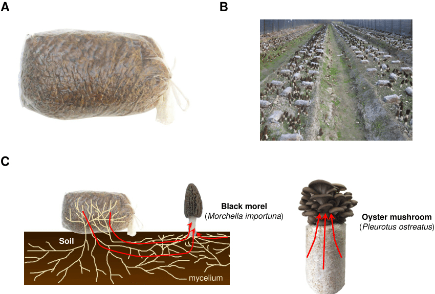 Soil-covered cultivation of Morchella - Preparation of exogenous nutrient bags 2