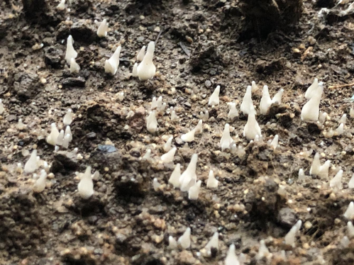 Standards for inducing bud formation of morels 1