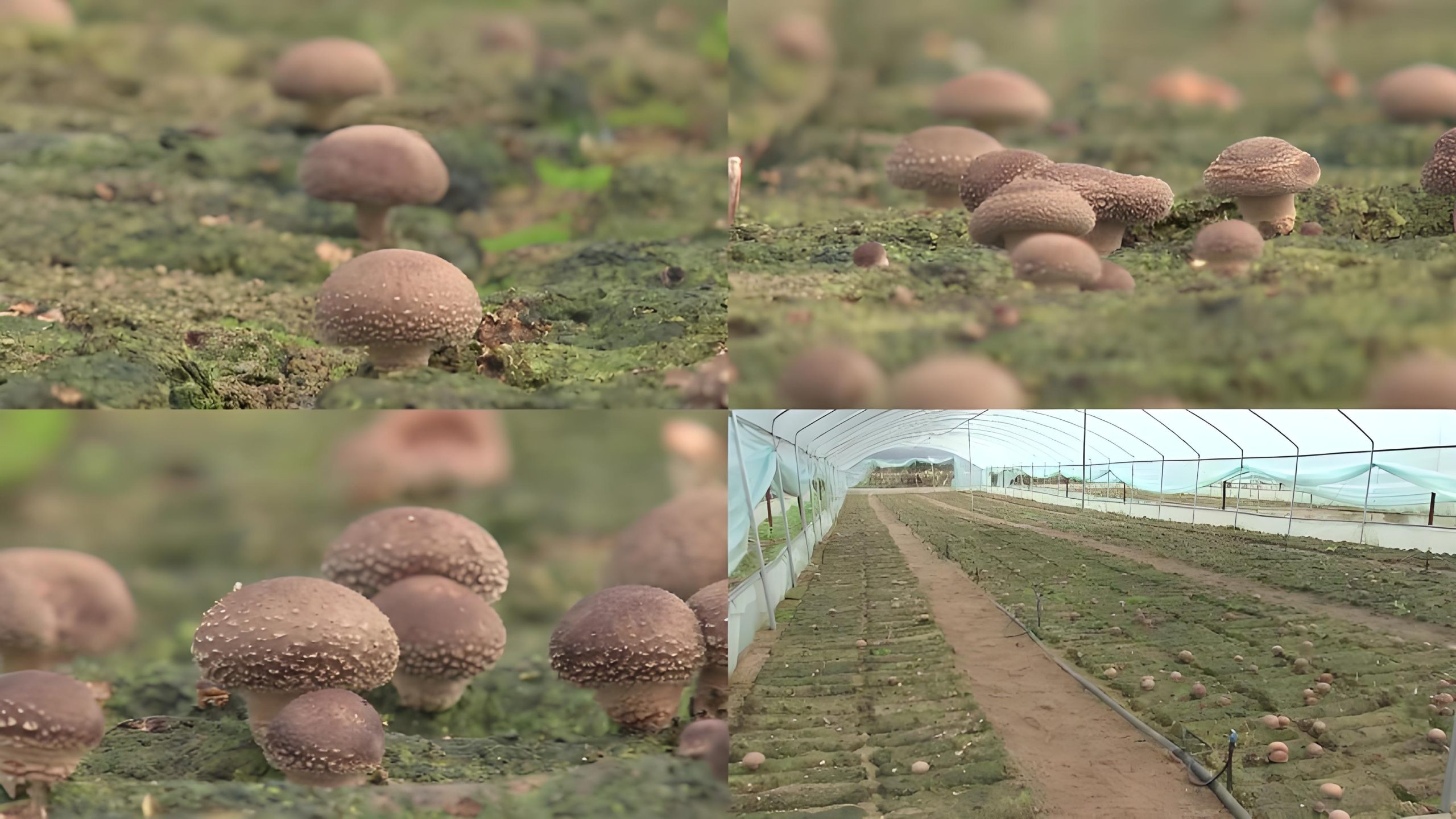 Summer Ground-Based Cultivation of Shiitake Mushrooms in Cold Sheds 1