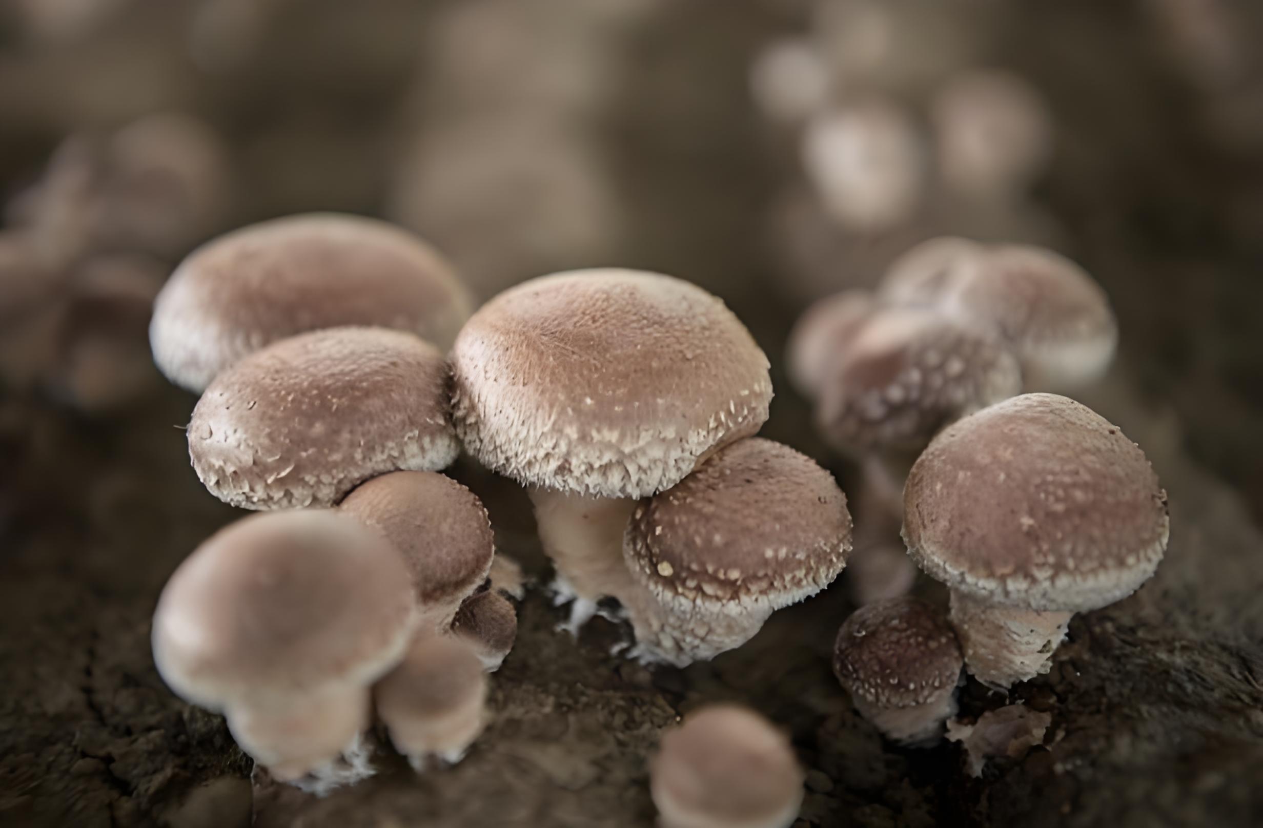 Summer Management of Shiitake Fruiting in Cool Greenhouses with Ground Cultivation 1