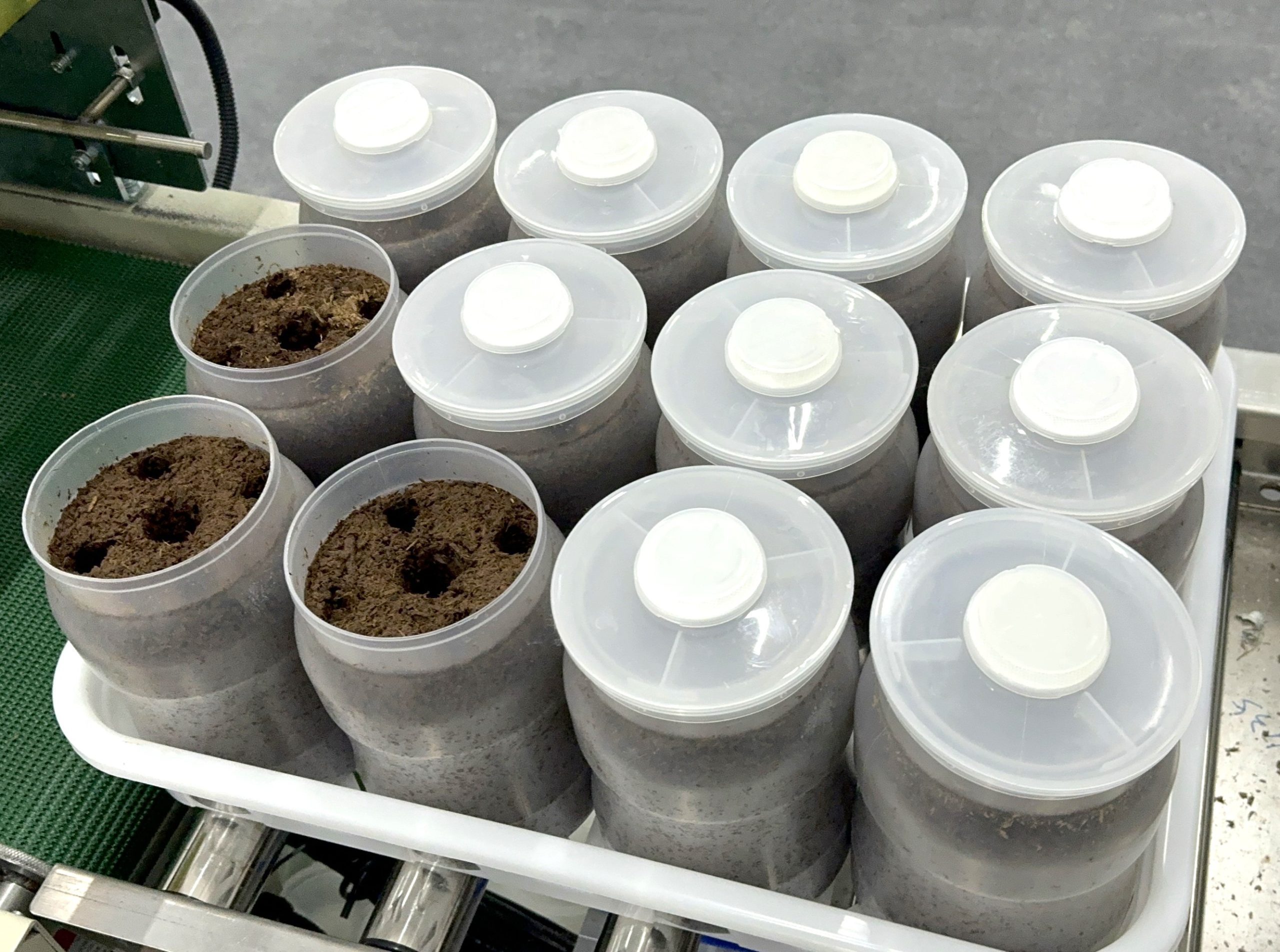 Process flow of artificial bottle cultivation of Enoki mushroom in factories 1