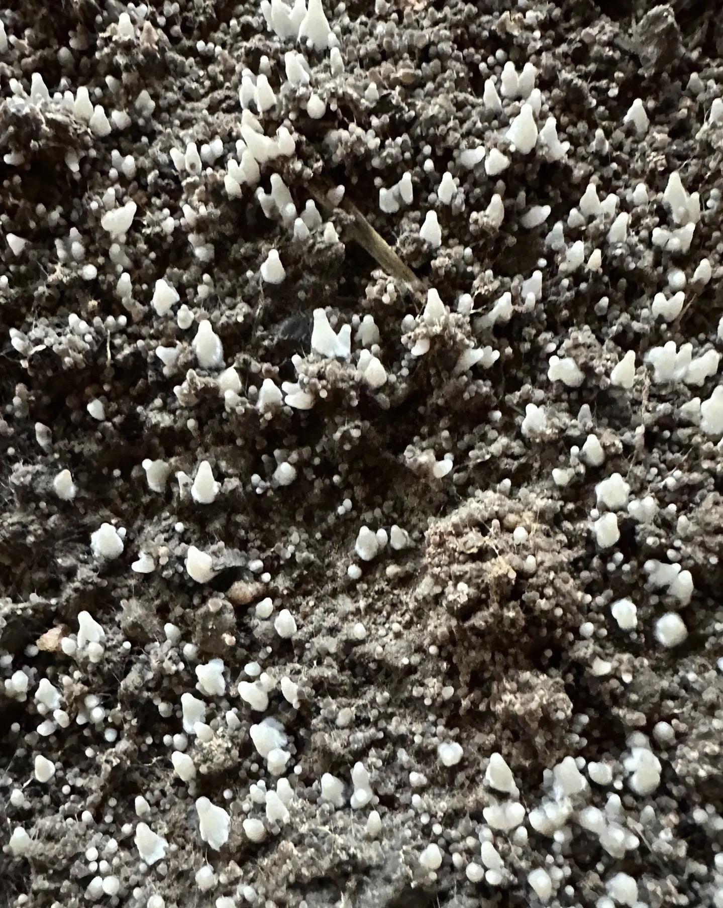 The management process and key points of morels fruiting after watering 1