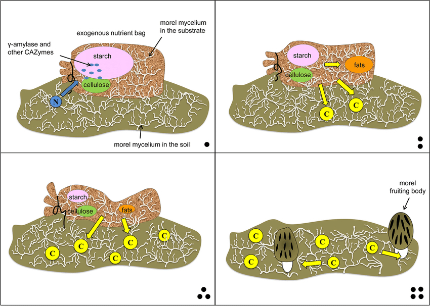 Soil-covered cultivation of Morchella - Preparation of exogenous nutrient bags 1