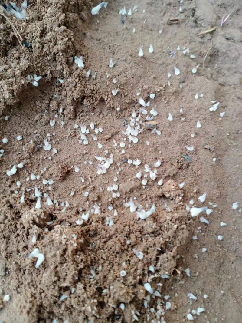 Timing of bud induction for morels 1