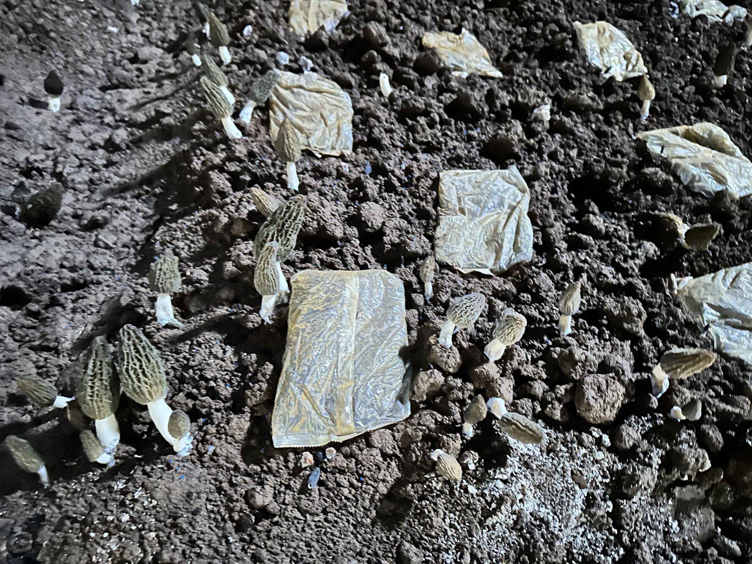 Tips on How to arrange the morel nutrition packs 1