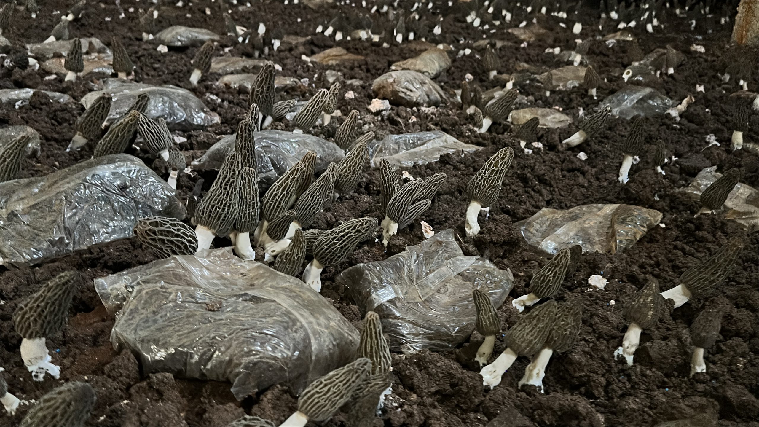 Tips on  Morels cultivation on soil - How to Apply Nutrient Bags 1