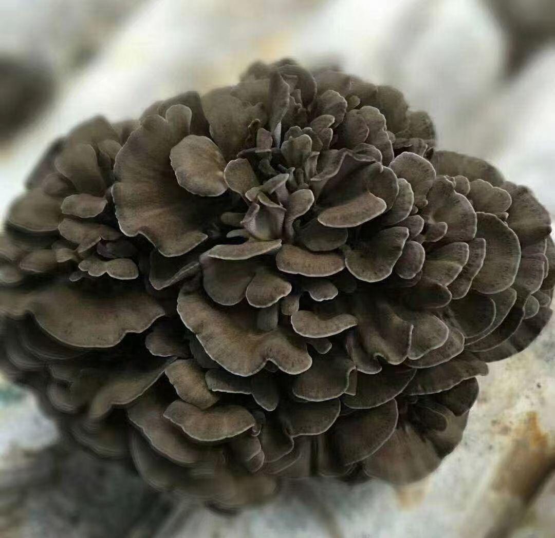 What should we pay attention to when controlling the environment for the fruiting body development of Maitake mushroom? 2