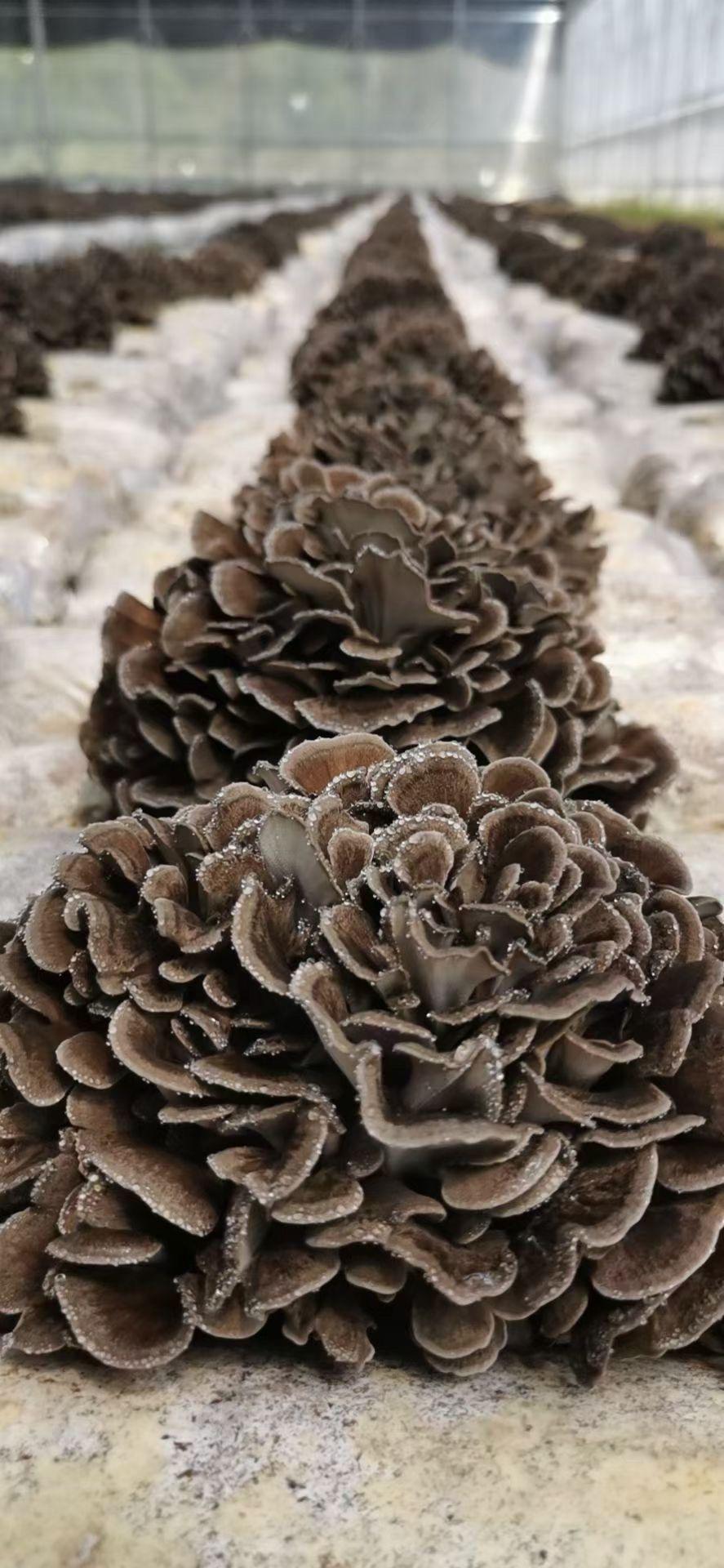 What are the precautions for harvesting Maitake mushrooms? 1