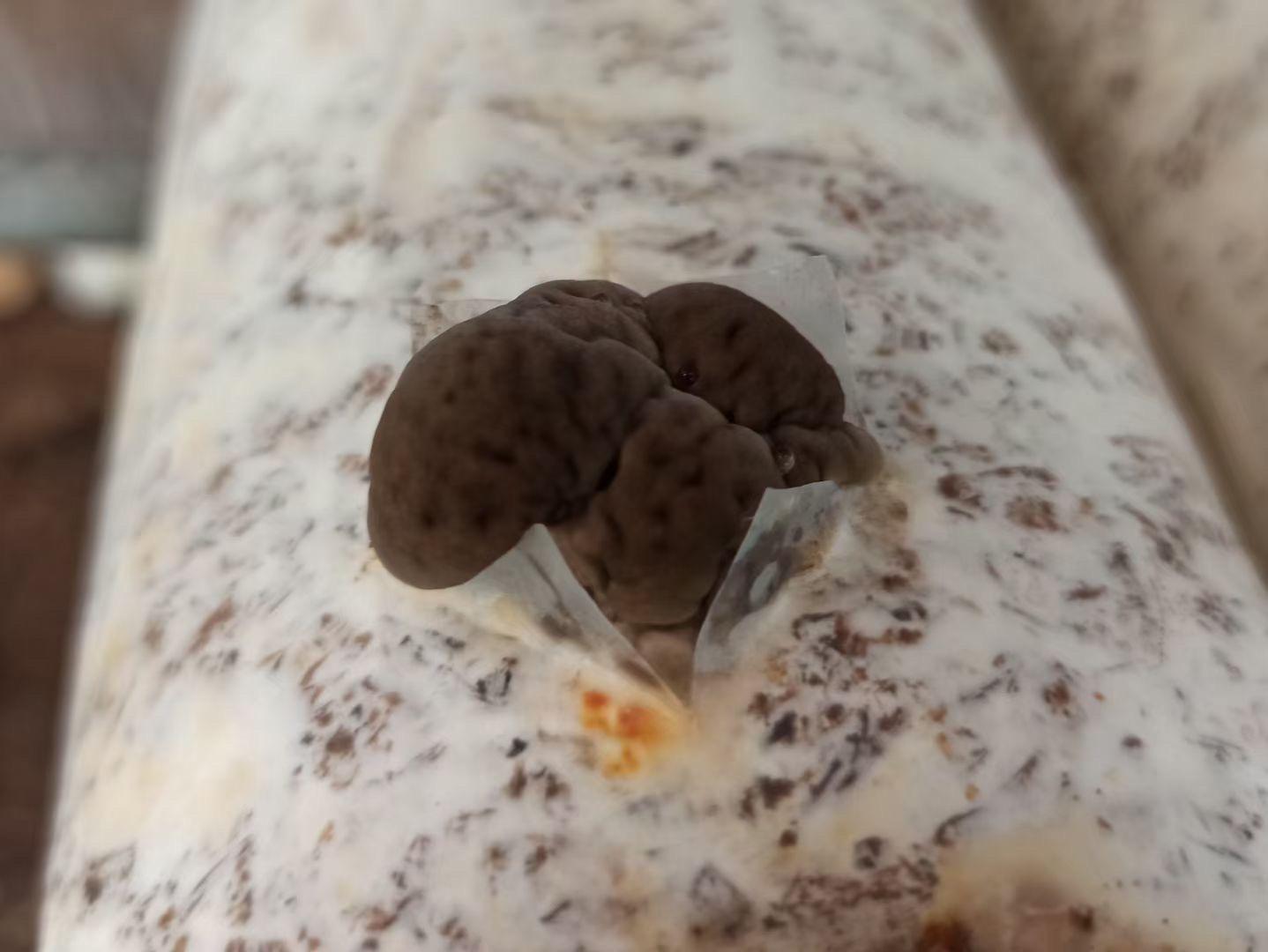 What should we pay attention to when controlling the environment for the fruiting body development of Maitake mushroom? 1