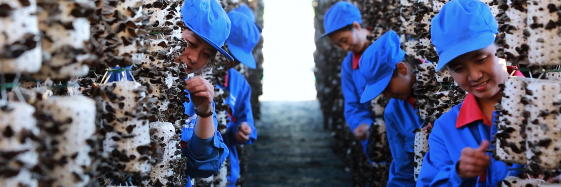 Why do we need to pierce holes in the mushroom sticks for indoor cultivation of black fungus? 1